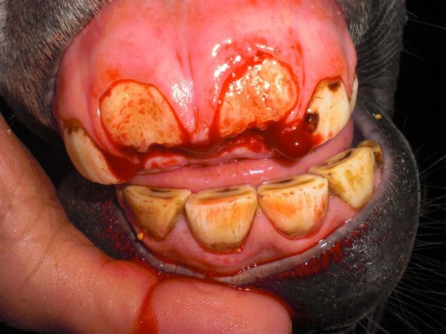 Deciduous Incisors - After